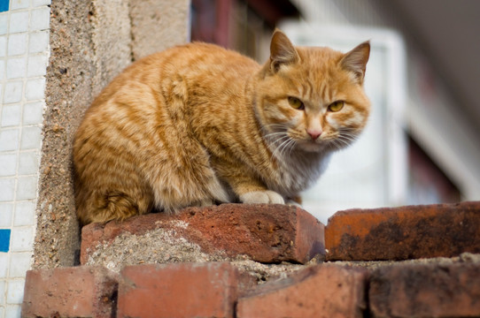 小黄猫