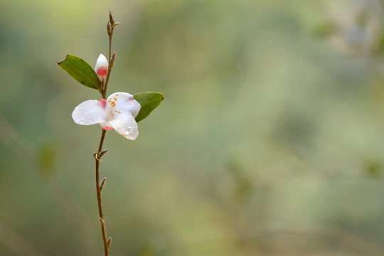 茶花 白茶花