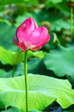 荷花 莲花