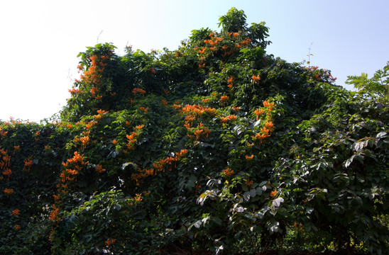 炮仗花 鞭炮花