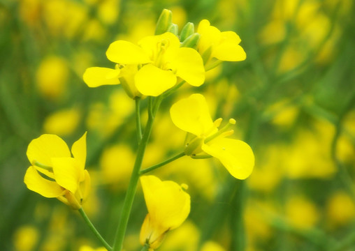 油菜花开 油菜花特写 油菜