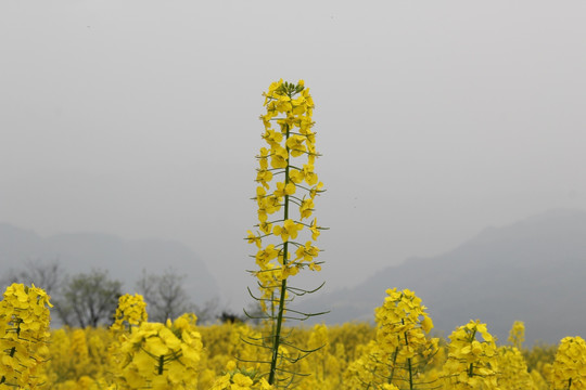 油菜花开 油菜花特写 油菜