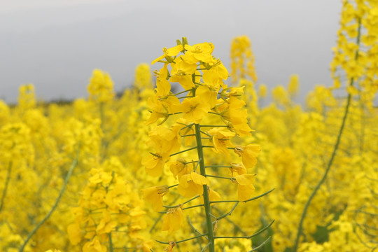 油菜花开 油菜花特写 油菜