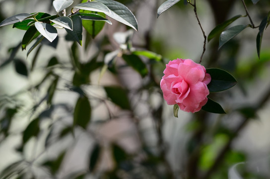 山茶花