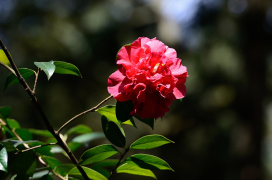 山茶花