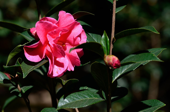 山茶花