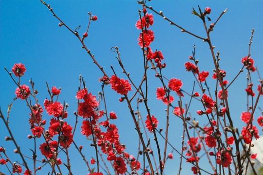 桃花林