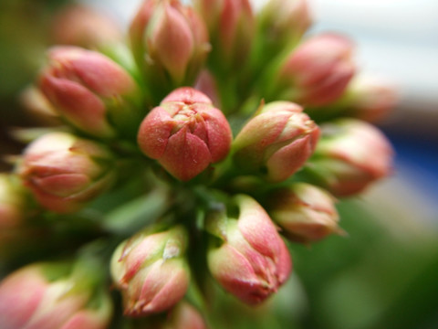 长寿花花蕾特写