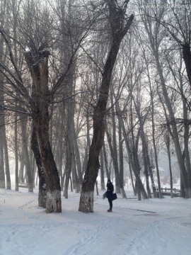 冬雪树林美景