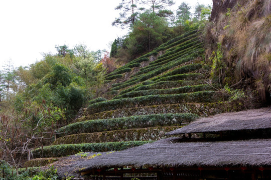 武夷山 武夷山茶园