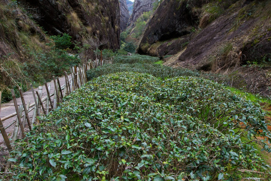 武夷山 武夷山茶园