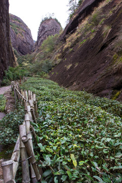 武夷山 武夷山茶园