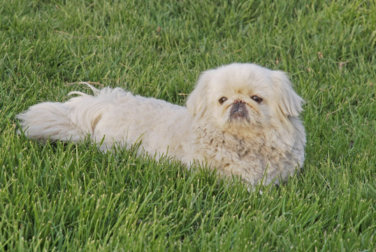 躺在草坪的狮子狗