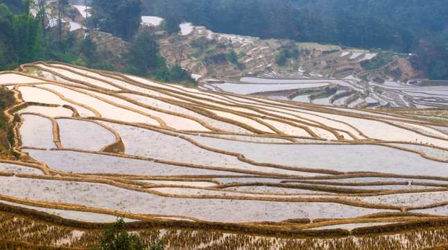元陽梯田