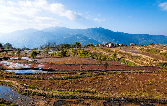 龙树坝梯田