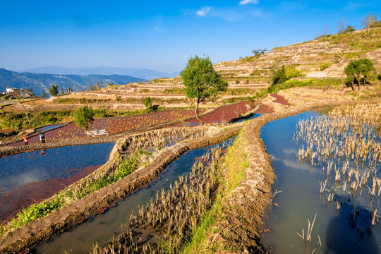 龙树坝梯田