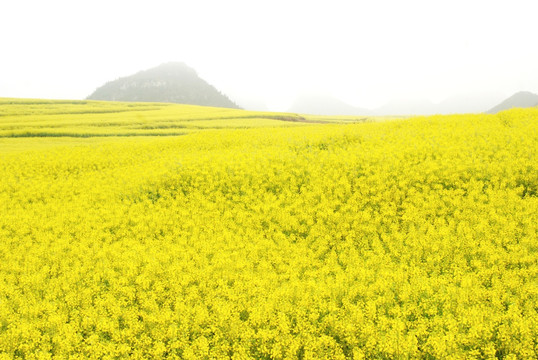 烟雨罗平油菜花田