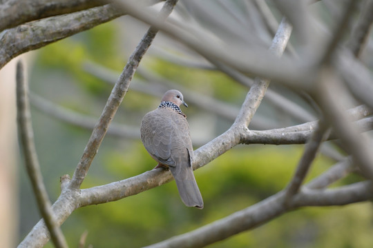 鳥 珠頸斑鳩 超高清