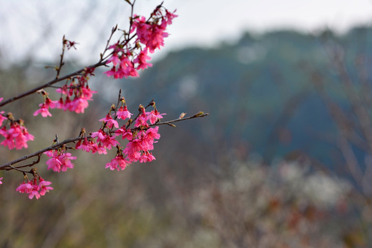 樱花 樱花树 山樱花