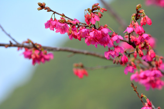 樱花 樱花树 山樱花