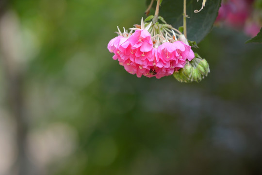 芙蓉花