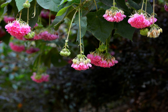 芙蓉花