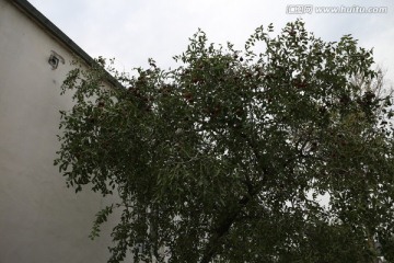 庭院里的红枣树