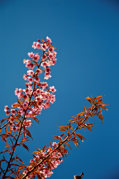 樱花