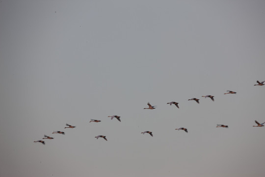 天空中一群飞翔的天鹅