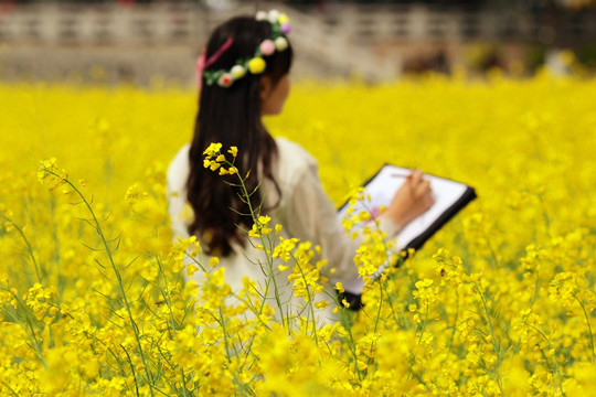 油菜花