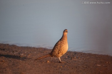 一只雌性野鸡