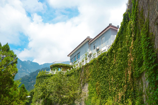 风景 爬山虎