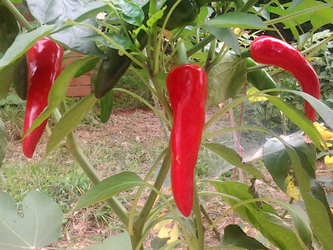 菜地种植的辣椒
