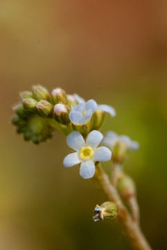 微距花卉野生小花