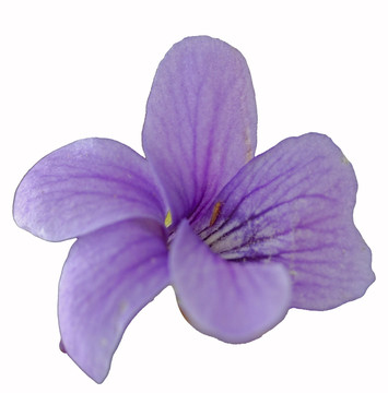 微距花卉野生紫色小花