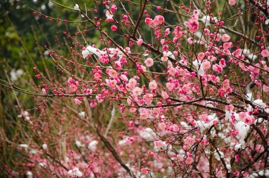 梅花