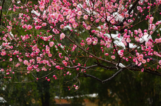 梅花