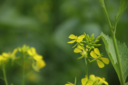 油菜花