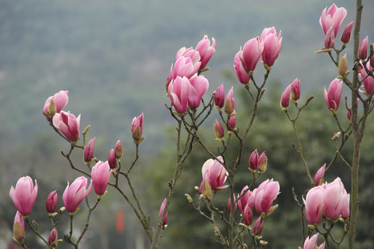 玉兰花