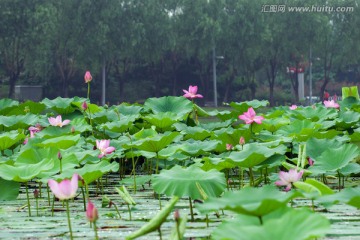 荷花池