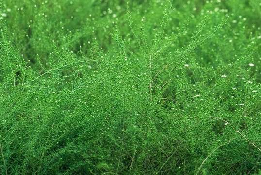 绿色花草背景