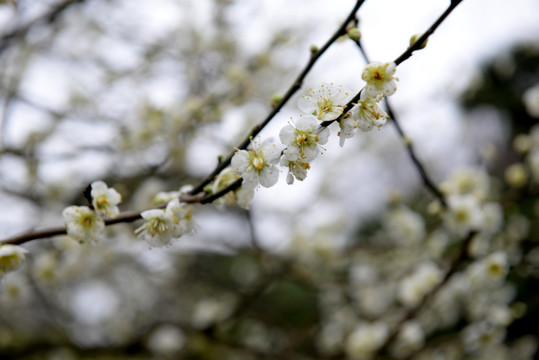 白色梅花