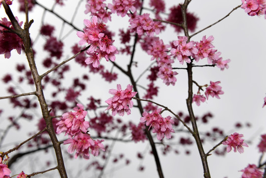 樱花 花枝