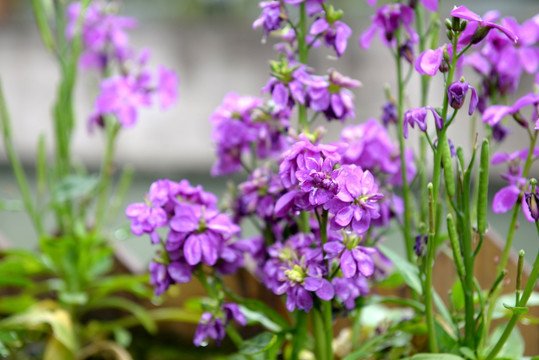 淡紫色小花