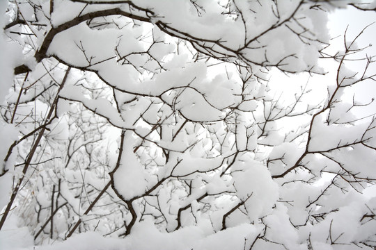 雪景