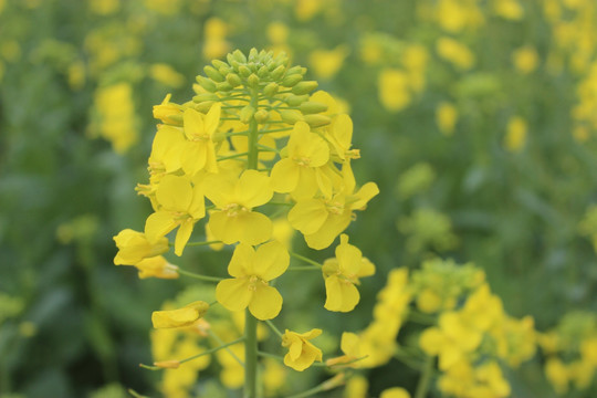 油菜花