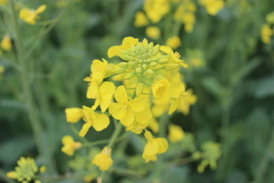 油菜花