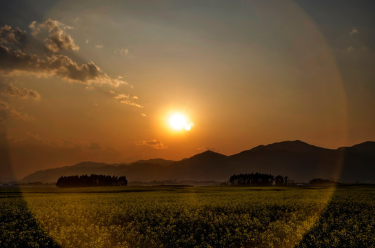 花海夕照