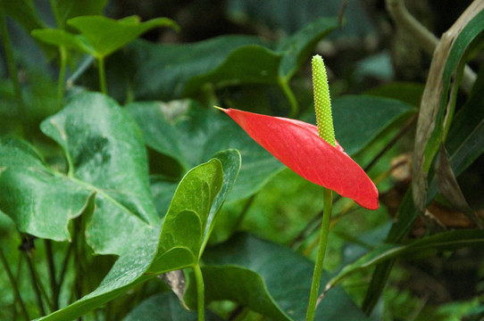 红掌花