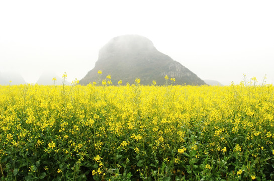 烟雨罗平油菜花田